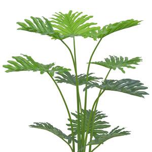 Types of philodendron: Discover Popular Varieties