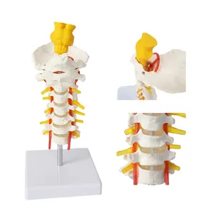 FRT041 umano 7-segame vertebre cervicali arteria carotide posteriore occipitale disco intervertebrale con tronco encefalico