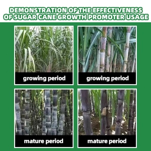 Fertilizante <span class=keywords><strong>de</strong></span> <span class=keywords><strong>caña</strong></span> <span class=keywords><strong>de</strong></span> azúcar orgánico Aumento del rendimiento Crecimiento <span class=keywords><strong>de</strong></span> raíces Calidad Articulación <span class=keywords><strong>DE</strong></span> ALTO endulzamiento - Product Image 4