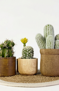 Plante artificielle en pot de <span class=keywords><strong>cactus</strong></span> à épines de haute qualité, bonsaï, verdure, plante artificielle décorative pour la décoration de bureau - Product Image 5