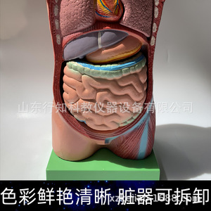 Modèle de torse humain demi-corps pour enfants, instrument pédagogique, modèle de structure humaine avec organes internes, fabricant - Product Image 5