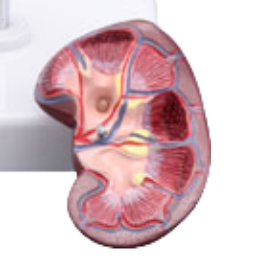 ADA โมเดลกายวิภาคศาสตร์ไตแบบตั้งพื้นคุณภาพสูง พร้อมต่อมอะดรีนาล ขนาดเท่าของจริง 1.5 เท่า สำหรับการเรียนการสอนทางการแพทย์ รุ่น A561 - Product Image 3