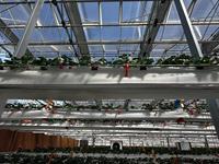 Goedkope Intelligente Landbouw Multi-span Glazen Kas Hydroponische Kas