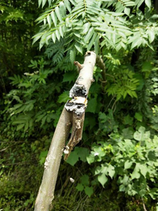 Encendedores y Cortadores Láser <span class=keywords><strong>de</strong></span> Alta Precisión para Eliminar Obstáculos en Altura y Ramas <span class=keywords><strong>de</strong></span> Árboles - Product Image 2