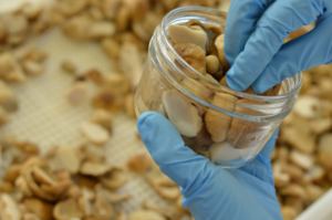 Porcini <b>Mushrooms</b> in Olive Oil White Sliced 580G - Product Image 5