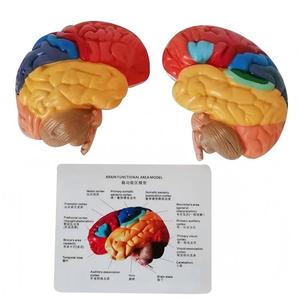 Modèle anatomique des zones fonctionnelles du <span class=keywords><strong>cerveau</strong></span> humain, codées par couleur, en 2 parties, pour l'enseignement de la neurosciences - Product Image 2