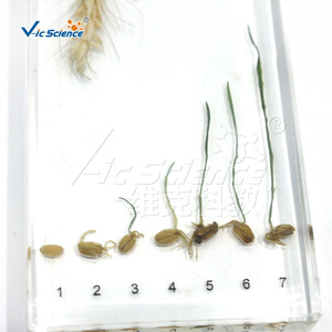 มาตรฐานกระบวนการงอกของเมล็ดข้าวสาลี VIC2610 - อุปกรณ์การสอนที่แนะนำสำหรับพืชวิทยาศาสตร์ยอดนิยม - Product Image 2