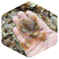 Chinois Célèbre Marque Musc Cerf Parfum Conque Shell Ancien Encens