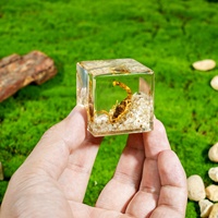 Ornements de Microscène Fantaisie Créative Unique, Vrais Insectes, Bugs, Animaux, Cadeaux de Nouveauté, Vente en Gros pour Noël, Cadeau de Voyage
