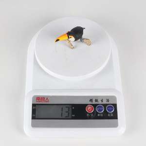 Yxs jouet pour enfants simulation oiseau animal modè<span class=keywords><strong>le</strong></span> plastique cognition solide Toucan grand <span class=keywords><strong>bec</strong></span> - Product Image 4