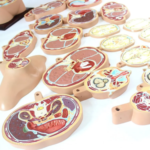 Mô Hình Mổ Xẻ Cổ Tử Cung Đầu Người Và Lớp Ngang Thân Cây - Product Image 5