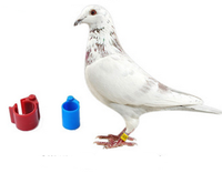 Bague de Pied RFID Intelligente Colorée pour Oiseaux, Poulets et Pigeons, de Bonne Qualité LF 134.2 Khz HitS256