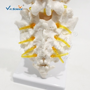 Modèle d'enseignement d'<span class=keywords><strong>anatomie</strong></span> orthopédique de la colonne vertébrale humaine (lombaire, sacrum, coccyx) avec disque intervertébral et racine nerveuse - Product Image 2