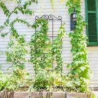 Treillis de jardin en métal pour plantes grimpantes, support en fer pour plantes, treillis extérieur pour vignes, roses, concombres, tomates - Vente en gros