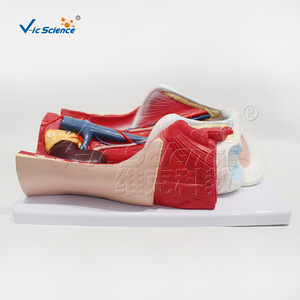Fournisseur direct d'usine de modèles anatomiques in situ du système urinaire masculin, fabriqués en PVC respectueux de l'environnement - Product Image 4
