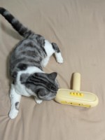 Brosse pratique et portable double face pour enlever les poils d'animaux, pour un nettoyage et un toilettage quotidiens faciles des chats et des chiens à la maison