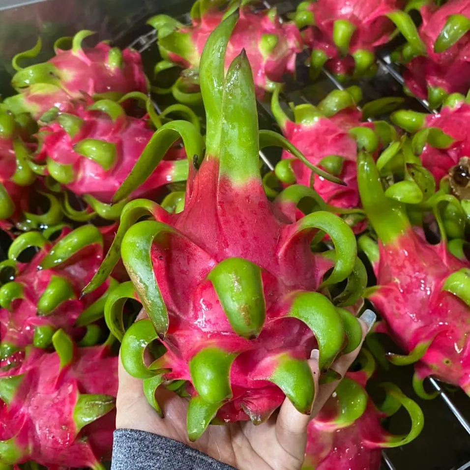 Normes d'exportation des fruits du dragon du Vietnam Agriculture Fruits frais tropicaux 100% Maturité avec WHATSAP 0084 989 322 607