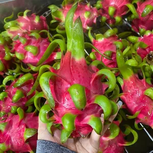 Vietnam Dragon Fruit Export Standards Agricultura Tropical Frutas Frescas 100% Maturidade Com Comum WHATSAP 0084 989 322 607