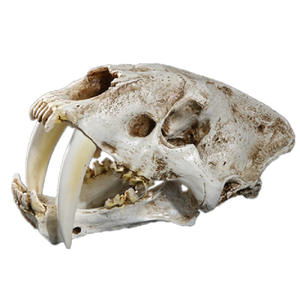 Cráneo de reptil de Tigre con dientes de sable SKE05, modelo de resina de alta precisión, adornos, especímenes de calavera DE LA Edad de Hielo - Product Image 1