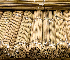 Piquets/Canes/Pieds de soutien en bambou en gros pour le jardinage, haute qualité Eco2go Vietnam - Product Image 1