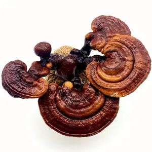 Сушеный гриб Рейши/гриб Lingzhi высочайшего качества
