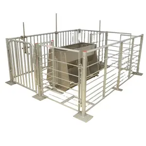 畜牧养猪设备动物笼育肥猪围栏整理板条箱断奶完成猪摊位