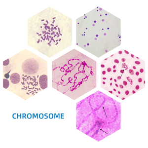 Portaobjetos de microscopio de cromosomas 6 artículos preparados genética portaobjetos médico humano biológico <span class=keywords><strong>Animal</strong></span> Sec rebanada enseñanza educativa - Product Image 2