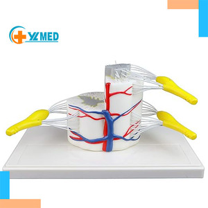 Khoa học y tế 5x Kích thước cuộc sống đốt sống một phần tủy sống mặt cắt ngang dọc cho thấy các nhánh thần kinh Chất Trắng xám - Product Image 1