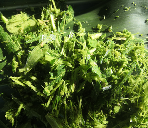 新型优质牧草甜象草收获机迷你青贮机价格 - Product Image 6