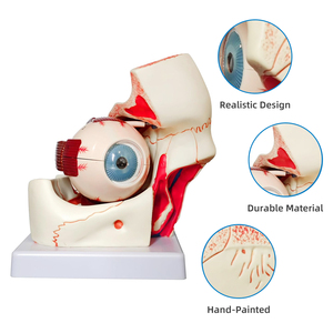 <span class=keywords><strong>El</strong></span> modelo del globo ocular y la cavidad ocular del <span class=keywords><strong>cuerpo</strong></span> <span class=keywords><strong>humano</strong></span> tiene su nervio óptico y sus músculos ampliados tres veces. - Product Image 4