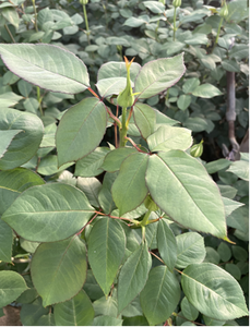 Fertilizante Orgánico de Extracto de Algas Marinas Soluble en Agua, Agroquímicos para el Crecimiento de Cultivos en Granjas, Extracto de Algas Marinas en Polvo - Product Image 4