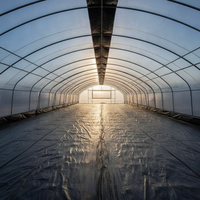 Serre tunnel agricole à simple travée en film plastique avec structure en acier galvanisé et film PE pour la culture de tomates et de laitues