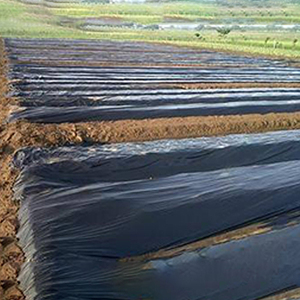 Nhà sản xuất chuyên nghiệp chất lượng cao nhựa mulch phim mulching Sheets - Product Image 3