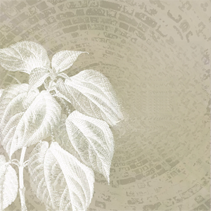 OEM ODM Prêt à expédier : Sachets de tisane à l'herbe de chèvre cornée, naturel, végétalien, sans OGM, favorise l'équilibre général du bien-être - Product Image 6