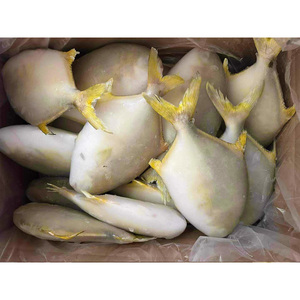Venta Directa al por Mayor de Pescado Pomfret Dorado Congelado, Pompano Criado en Granja, Buen Precio, <span class=keywords><strong>Trachinotus</strong></span> <span class=keywords><strong>Ovatus</strong></span> - Product Image 2