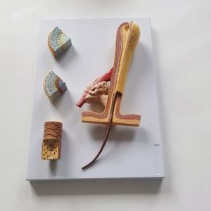 NOUVEAU! Modèle anatomique de haute qualité du cuir chevelu humain - Product Image 5