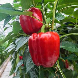 할랄 인증 도매 가격 하이 퀄리티 유기농 스위트 레드 파프리카 분말 베이킹 조미료 벌크 레드 칠리 파우더 - Product Image 2