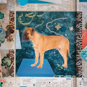 Kit de Pista de Agilidad para Perros Ecológico con Collar de Entrenamiento Impermeable para Ejercicios de Obediencia - Product Image 3