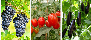 Máquina de Amarrar Ramos de Plantas em Aço Flexível com Cabo de Plástico, Ferramenta Manual Durável para Trabalho de Jardim - Product Image 4