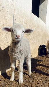牛牛ヤギの成長ブースター家畜飼料添加物サプリメント飼料グレードのアミノ酸ビタミンはより大きなより多くの動物を高めます - Product Image 5