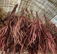 Groothandel Gedroogde Eucalyptus 10 Stengels Per Bundel Gedroogde Bloemen voor Bruiloft Valentijnsdag Thanksgiving Kerstmis Huisdecoratie