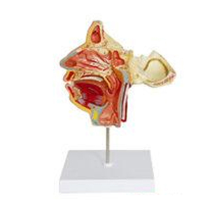 Cabeza De ciencia médica cara modelo anatómico vasos Estructura de cabeza de nervios con mandíbulas superior e inferior - Product Image 2