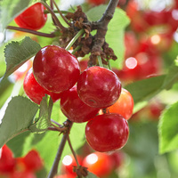 Hoogwaardig instant kersenpoeder, volledig natuurlijk kersenfruitpoeder, wateroplosbaar kersenpoeder