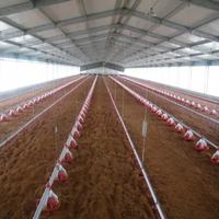 Nave Avícola Prefabricada de Acero para 10000 Aves, Construcción para Granja Avícola