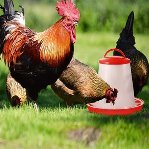 Tempat Pakan Ayam Otomatis 1.5kg, Pemberi Makan Unggas, Peralatan Minum Peternakan Ayam Termasuk 1.5kg-12kg - Product Image 3