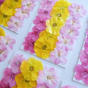 Flor prensada surtida Sakura/Persian Buttercup/Begonia - Product Image 4