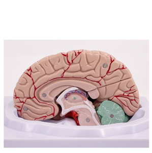 Modèle d'anatomie du cerveau humain Modèle anatomique en PVC en 8 parties pour modèle de neuroscience pour hôpital - Product Image 5