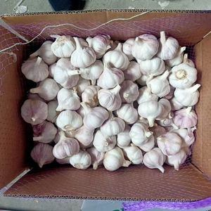 مورد الثوم الطازج الممتاز بالجملة من مصنع شاندونغ الصيني، ثوم أبيض بالجملة بسعر تنافسي ومعايير تصدير - Product Image 2