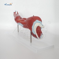 Modelo Anatómico de Ciencia Médica, Músculo del Brazo Humano (7 Partes), Modelo de Músculo de Anatomía Humana