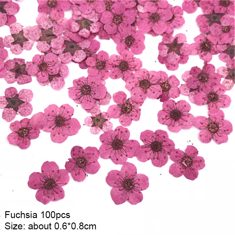 2/Petite jonquille fuchsia